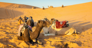 Merzouga camel trekking