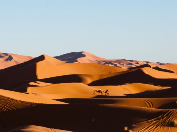 a camels in the desert