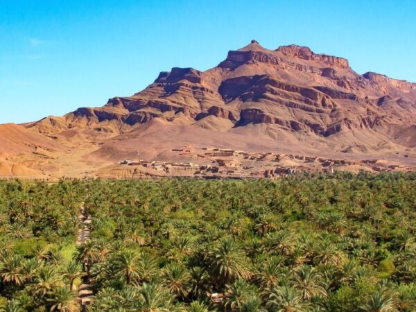 a palm trees in a desert