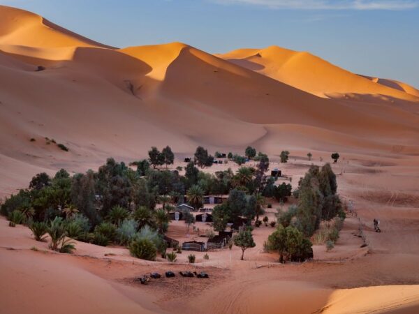 a group of trees in a desert