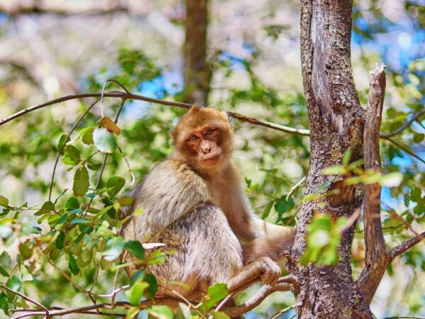 a monkey sitting in a tree