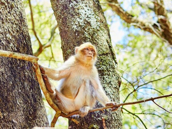 a monkey sitting on a tree branch