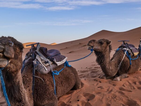 a group of camels in the sand