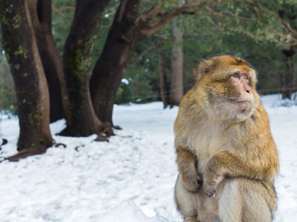 a monkey sitting in the snow