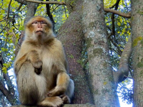 a monkey sitting in a tree