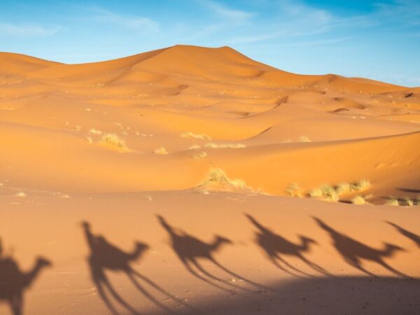 shadows camels on the sand