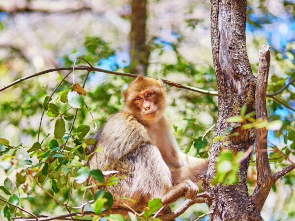 a monkey sitting in a tree