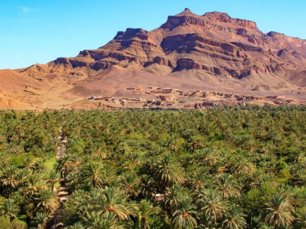 a palm trees in a desert