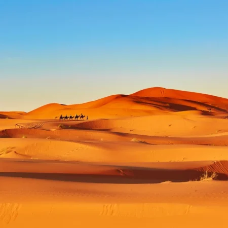 Camel trekking through the Erg Chebbi dunes near Merzouga
