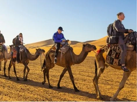 Camel trekking across the golden Erg Chebbi dunes near Merzouga