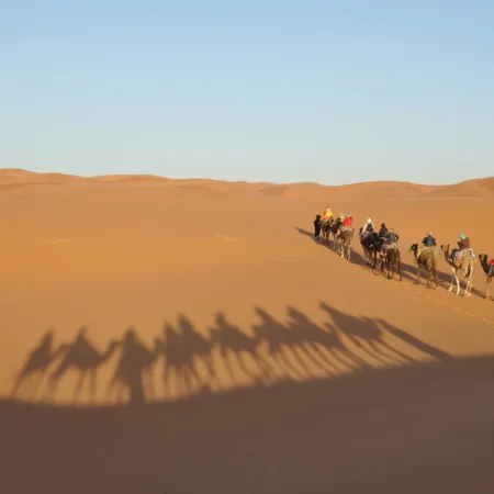 Camel trekking across the golden Sahara Desert dunes near Merzouga
